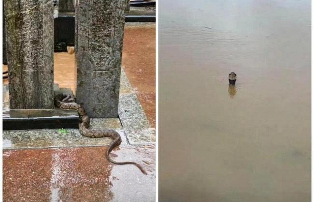 Vụ 900 con rắn sổng chuồng trong lũ ở Trung Quốc: Chủ trang trại lên tiếng về góc khuất mọi người không biết
