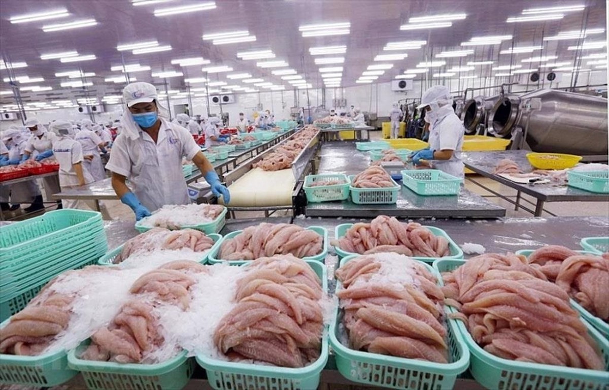 Doanh thu quý II giảm 74%, doanh nghiệp thủy sản vẫn báo lãi tăng hơn 200%, tiền chiếm 73% tài sản: Điều gì đã xảy ra?