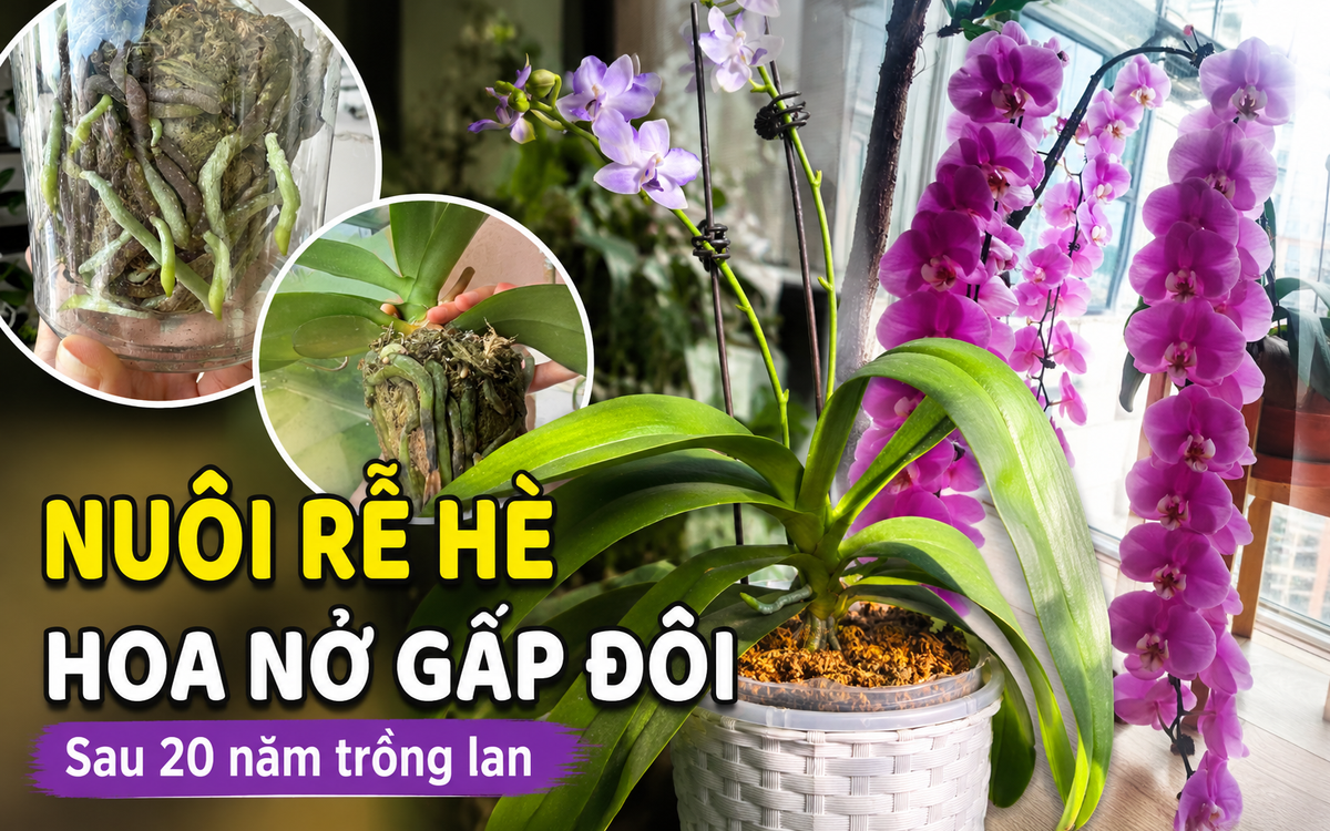 Sau 20 năm trồng lan hồ điệp, tôi nhận ra: Chỉ cần làm tốt 1 việc trong tháng 7 và 8, cây có thể cho số hoa gấp đôi vào mùa thu