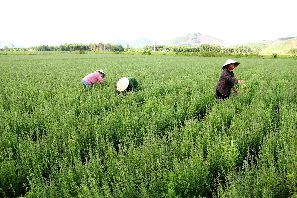 Loại cây quen thuộc với người Việt, được ví như "vệ sĩ của gan": Khi dùng cần đặc biệt chú ý