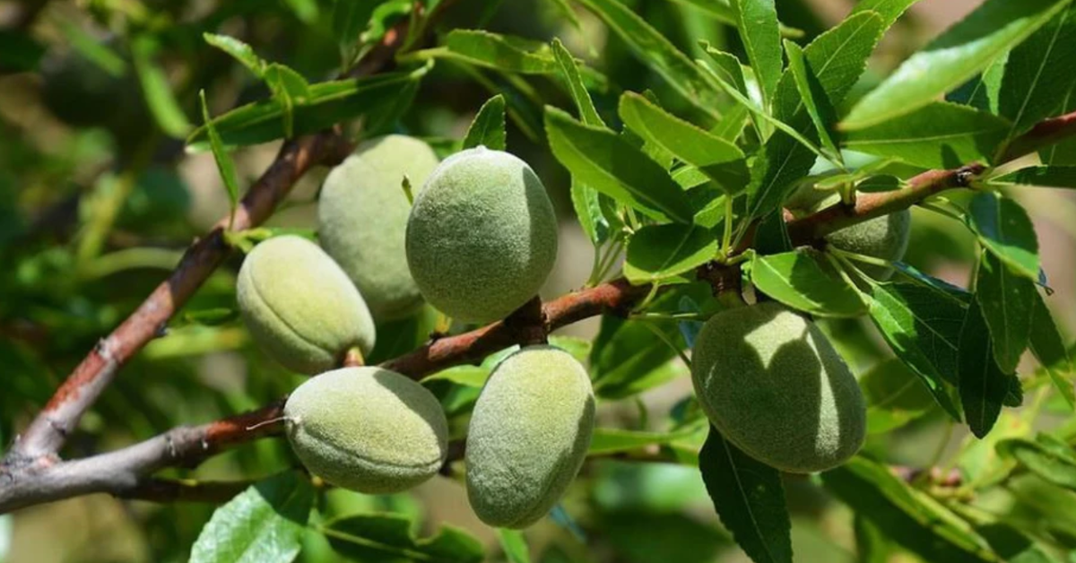 Loại hạt thuộc nhóm "tốt nhất thế giới", ở Việt Nam trồng bạt ngàn