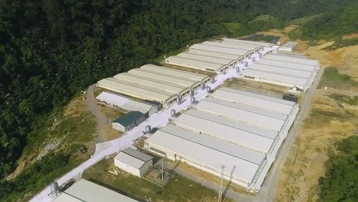 7 người thương vong tại trang trại Dabaco ở Thanh Hóa
