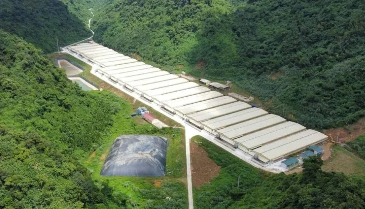 Ba người tử vong do tai nạn ở trang trại nuôi lợn của Dabaco Thanh Hóa