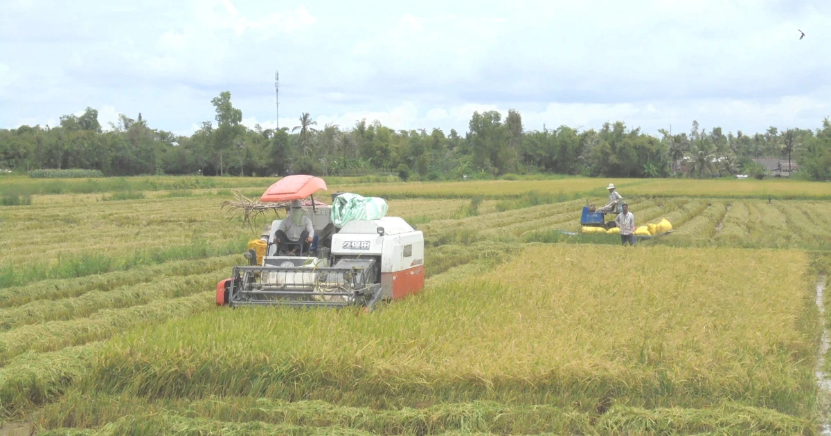 Cà Mau chuyển hồ sơ vụ doanh nghiệp nợ tiền mua lúa của nông dân sang công an
