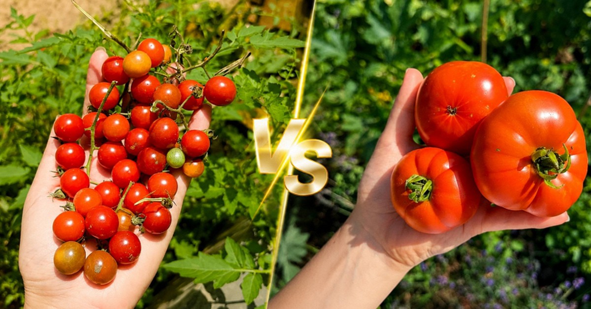 Cà chua bi và cà chua thường cái nào tốt hơn cho sức khỏe?