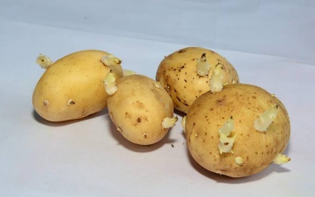 Khoai tây mọc mầm có ăn được không?