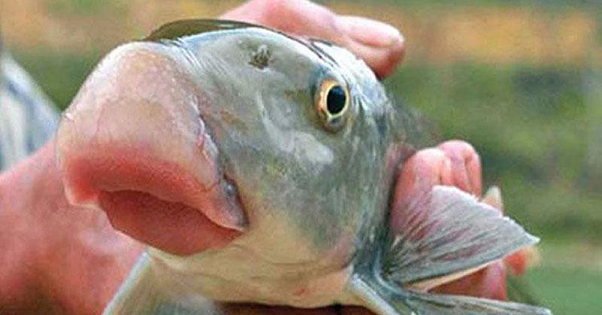 Loại cá ngoại hình xấu xí nhưng có tên rất đẹp, giá lên tới cả triệu đồng/kg