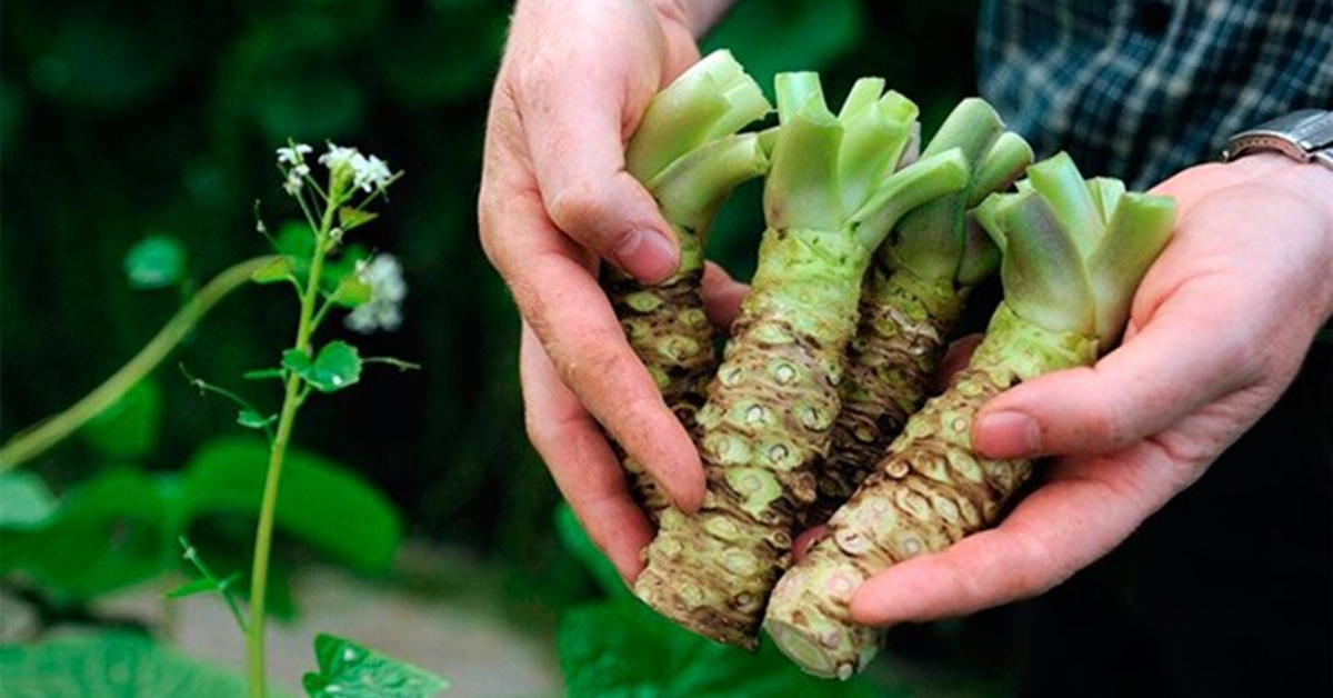 Loại củ đắt đỏ "bậc nhất thế giới", giá hơn 6 triệu đồng/kg, Việt Nam đã trồng thành công