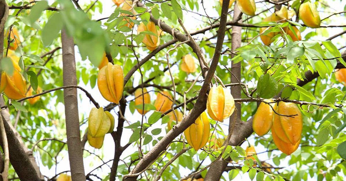 4 lý do vì sao nên trồng một cây khế trong sân nhà