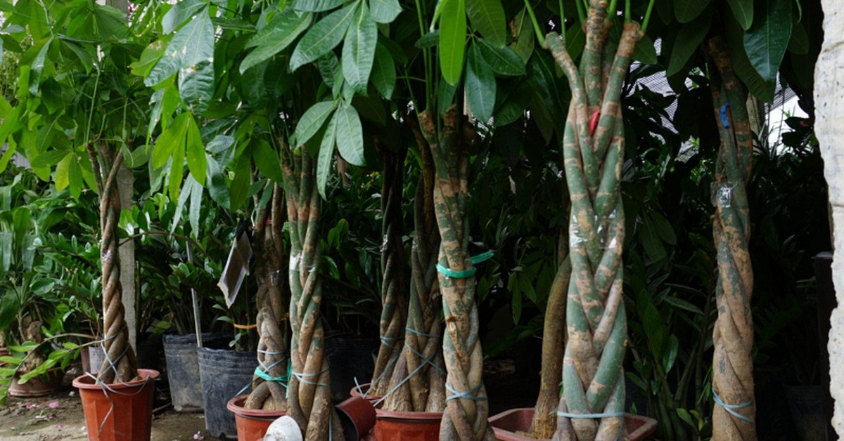 4 cây cảnh có dáng mọc ngược đời, cứ tưởng "lỗi tạo hóa": Có cây mọc rễ từ cành, cây lại ra quả giống hình bàn tay