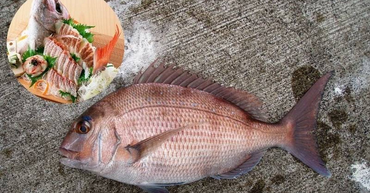 3 loại cá được ví như "siêu thực phẩm" cho não bộ: Ăn đều 2 bữa/tuần giúp tăng trí nhớ, nâng cao miễn dịch