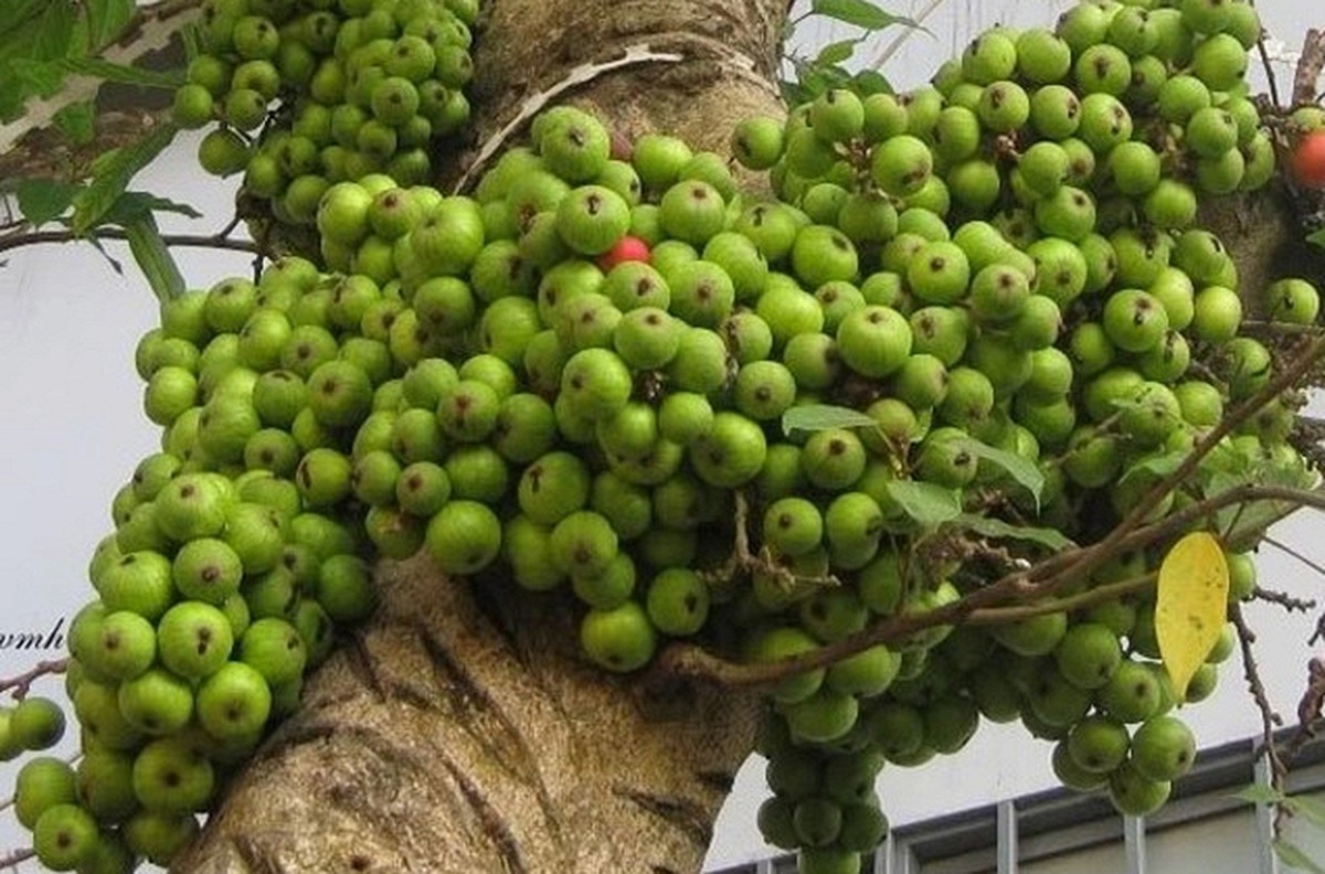 3 lý do vì sao nên trồng một cây sung trong vườn nhà