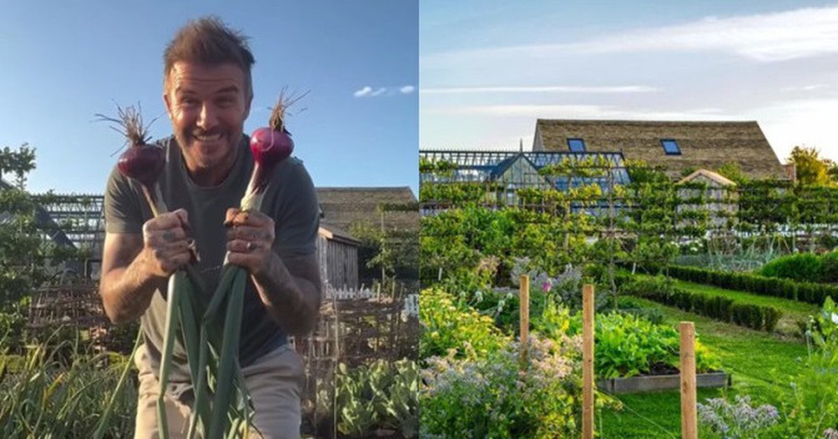 Căn nhà để nuôi gà của David Beckham