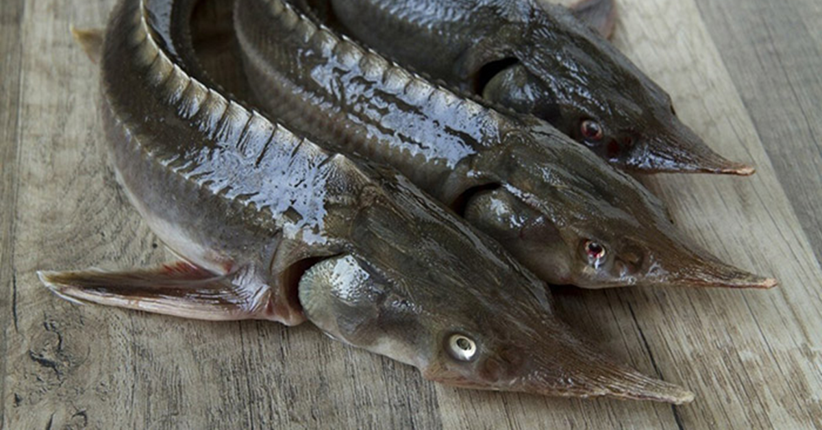 Loại cá có vẻ ngoài xấu xí nhưng lại là "kho báu dinh dưỡng": Thịt dày, ít tanh, giàu omega-3