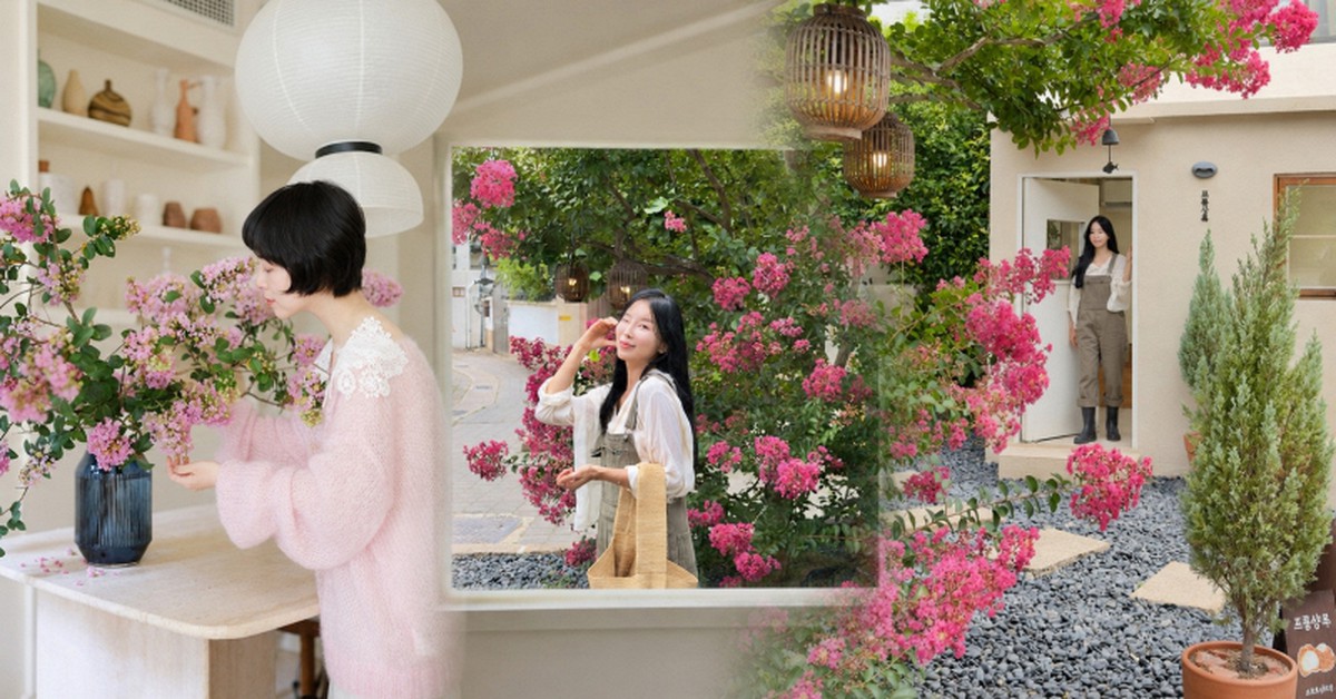 Mùa hoa tường vi lại về: Loài hoa "pháo hoa hồng giữa ban ngày" khiến chị em Hàn, Trung, Việt cùng mê