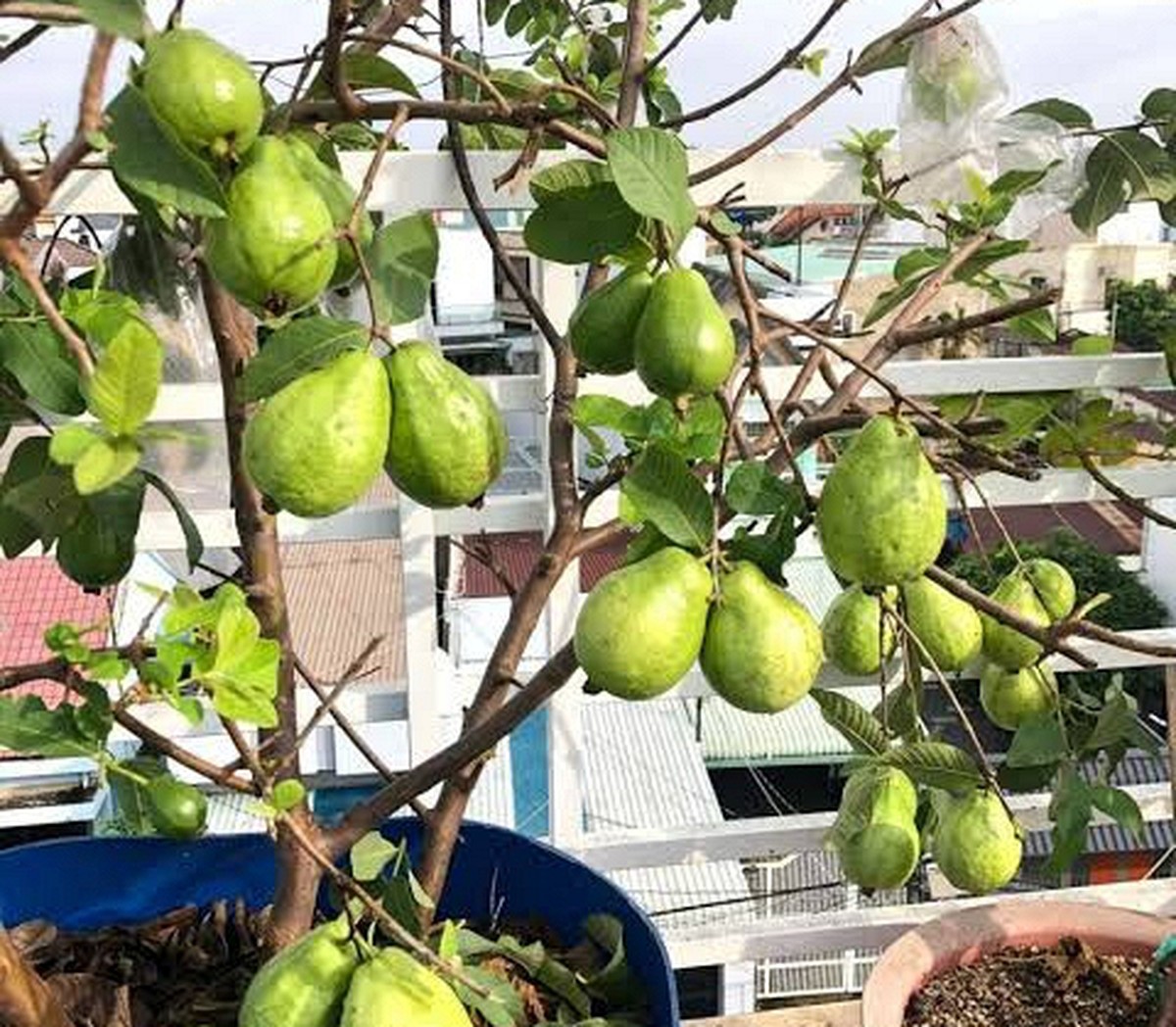 4 lý do vì sao nên trồng một cây ổi trong sân nhà