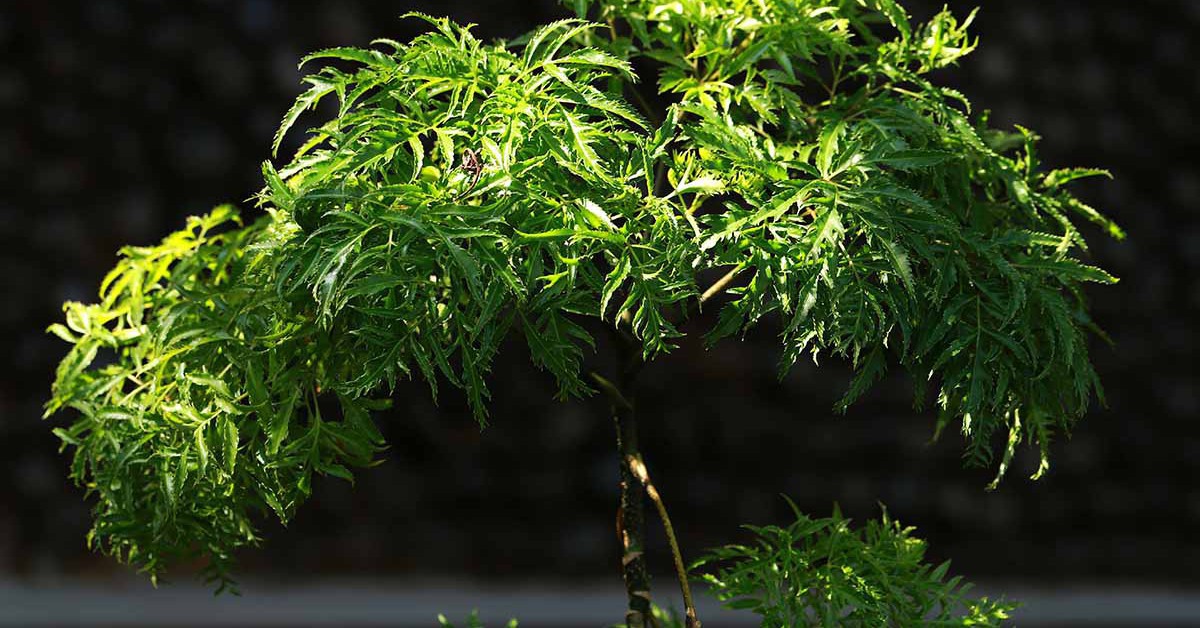 4 lý do vì sao nên trồng một cây đinh lăng ở cổng nhà
