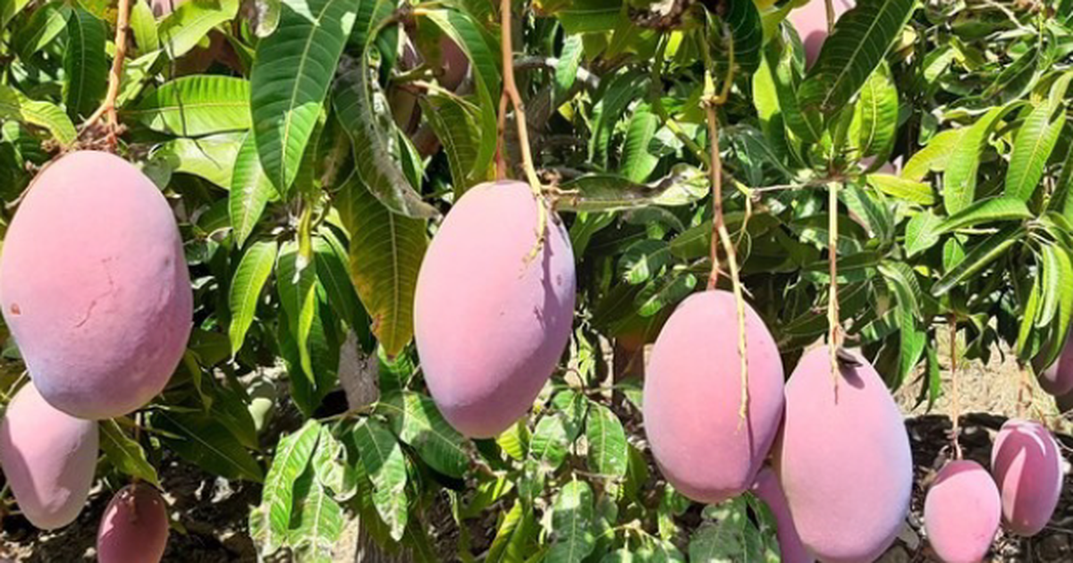 Bài viết
