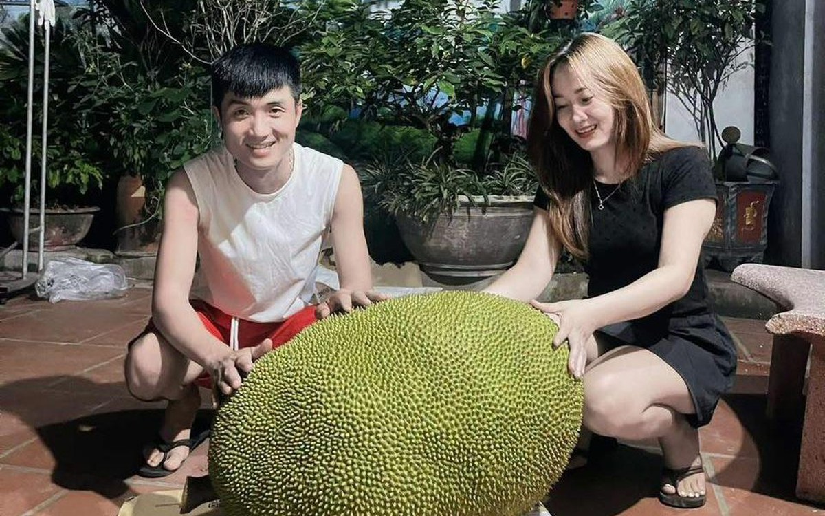 Xuất hiện quả mít 50kg ở Bắc Ninh, mỗi năm chỉ ra 1-2 quả, hương vị gây tò mò