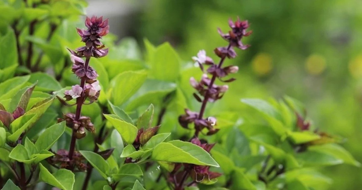 5 lý do vì sao nên trồng một chậu cây húng quế trong nhà