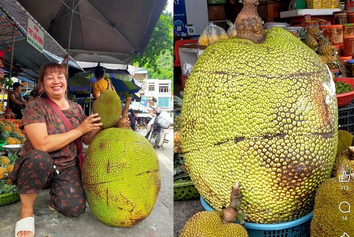 Quả mít khổng lồ nặng 53kg ở Lạng Sơn được bán với giá bất ngờ, ngỡ ngàng khi bổ ra