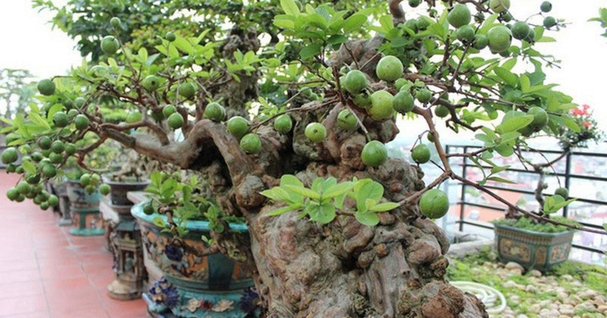 Có một loại cây được người xưa xem như "báu vật" của sân vườn, nhà nào cũng từng có