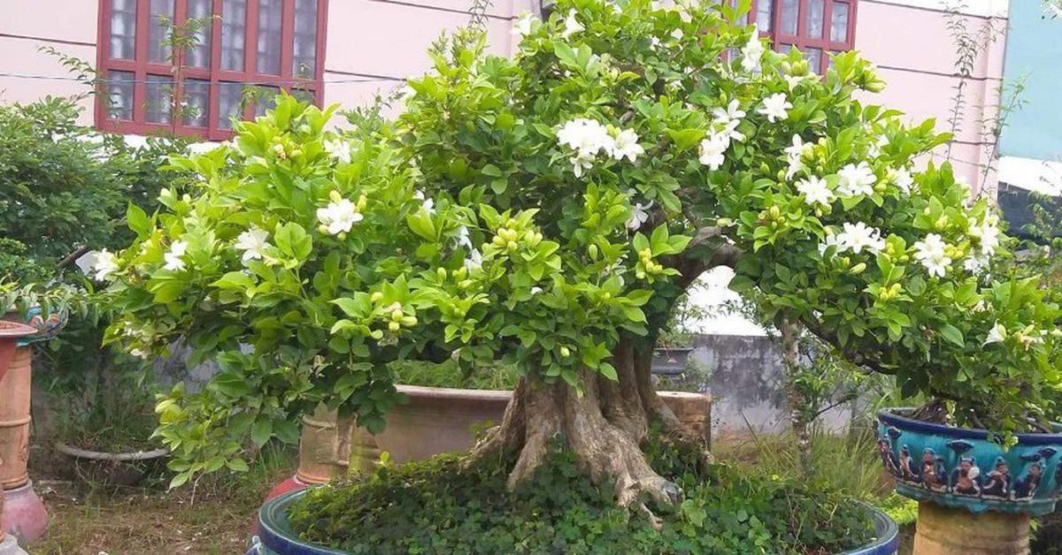 5 lý do nên trồng một cây nguyệt quế trước nhà