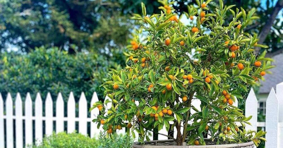 4 lý do vì sao nên trồng một cây quất trước cửa nhà