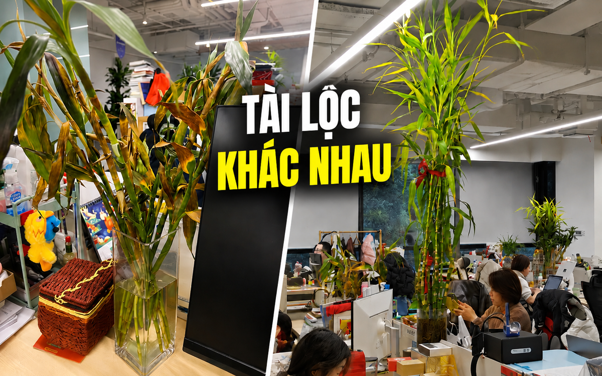 Đồng nghiệp trồng cây phát lộc cao chạm trần, cây của mình lại héo vàng: Cư dân mạng nói một câu khiến cô quyết tâm kiếm tiền