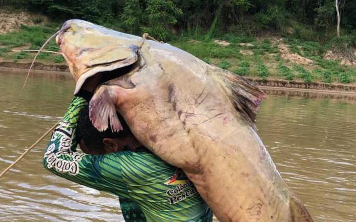 Cần thủ bắt được con cá trê nặng 68kg trên sông