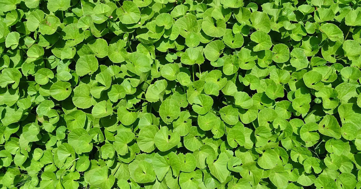 Ít ai ngờ loại rau mọc dại đầy Việt Nam lại là “thuốc” chống rụng tóc, kích thích mọc tóc con cực đỉnh