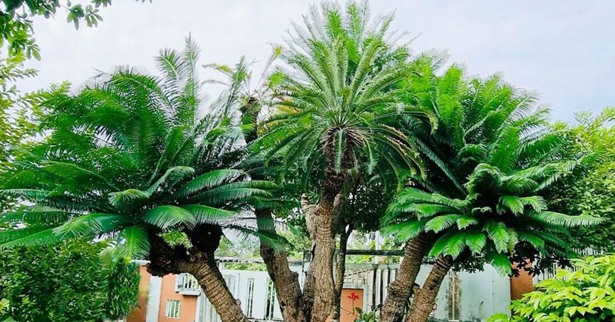 3 loại cây trồng trong nhà dễ gặp họa