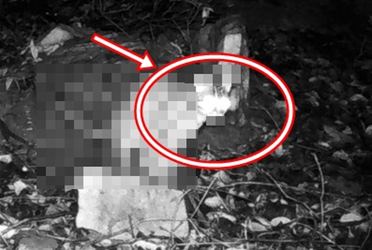 Đặt camera bắt trộm gà, chủ nhà chết lặng thấy sinh vật lạ và đồng bọn quay lại: Lập tức gọi chuyên gia!