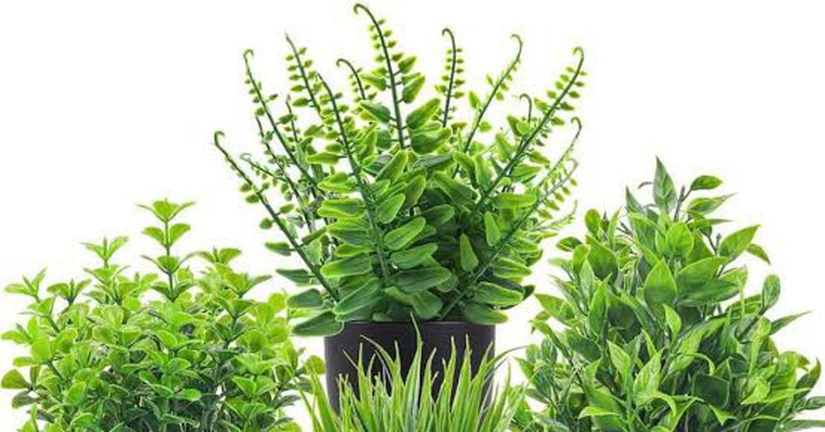 5 loại cây chớ nên đặt trong nhà