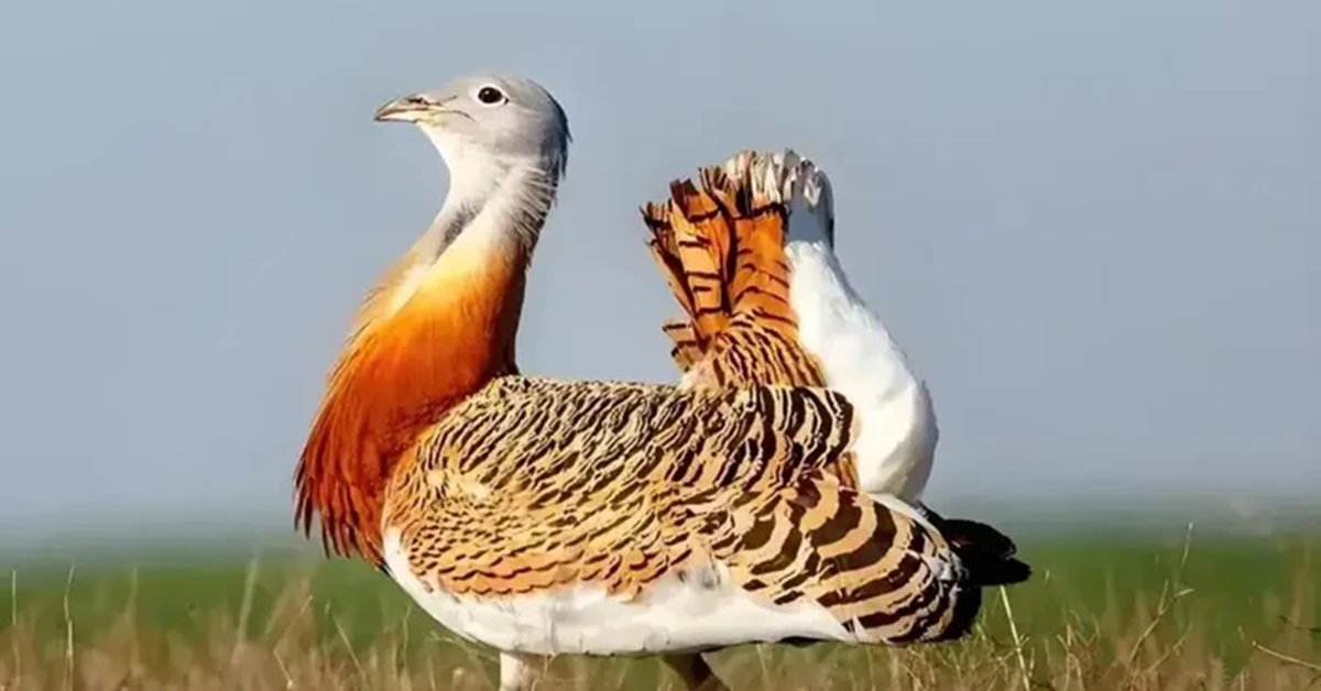 Đang làm đồng, người dân bất ngờ phát hiện chim "khổng lồ" cao gần 1m