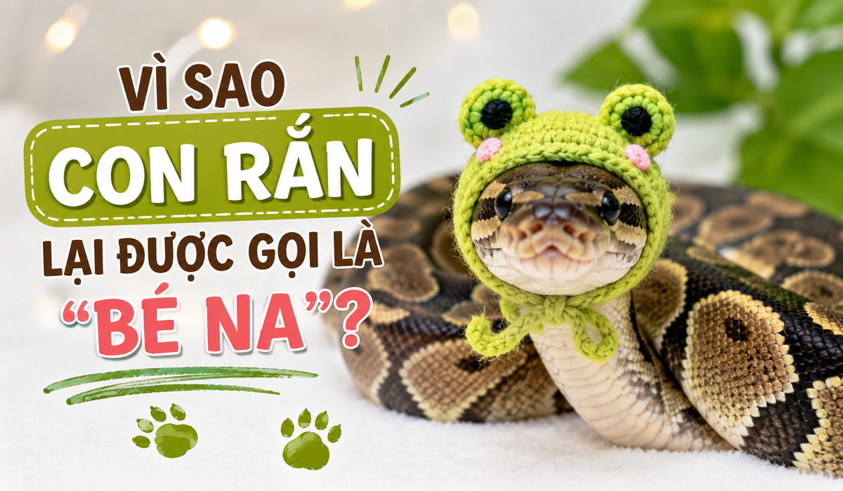Vì sao con rắn lại được gọi là "bé Na"?