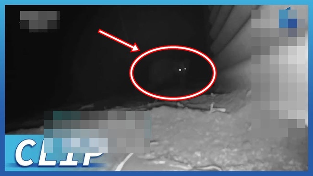 15 con gà biến mất sau 1 đêm, chủ nhà chết lặng khi thấy 3 sinh vật lạ trốn dưới đất: Liền gọi chuyên gia