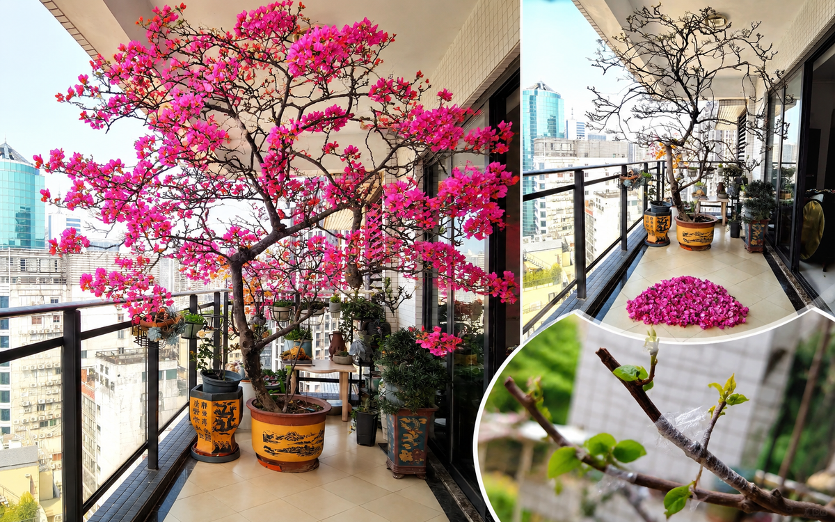 Người phụ nữ trồng hoa giấy suốt 10 năm trong một chiếc chậu nhỏ, cây lớn kín ban công, lúc nở hay tàn đều đẹp như tranh