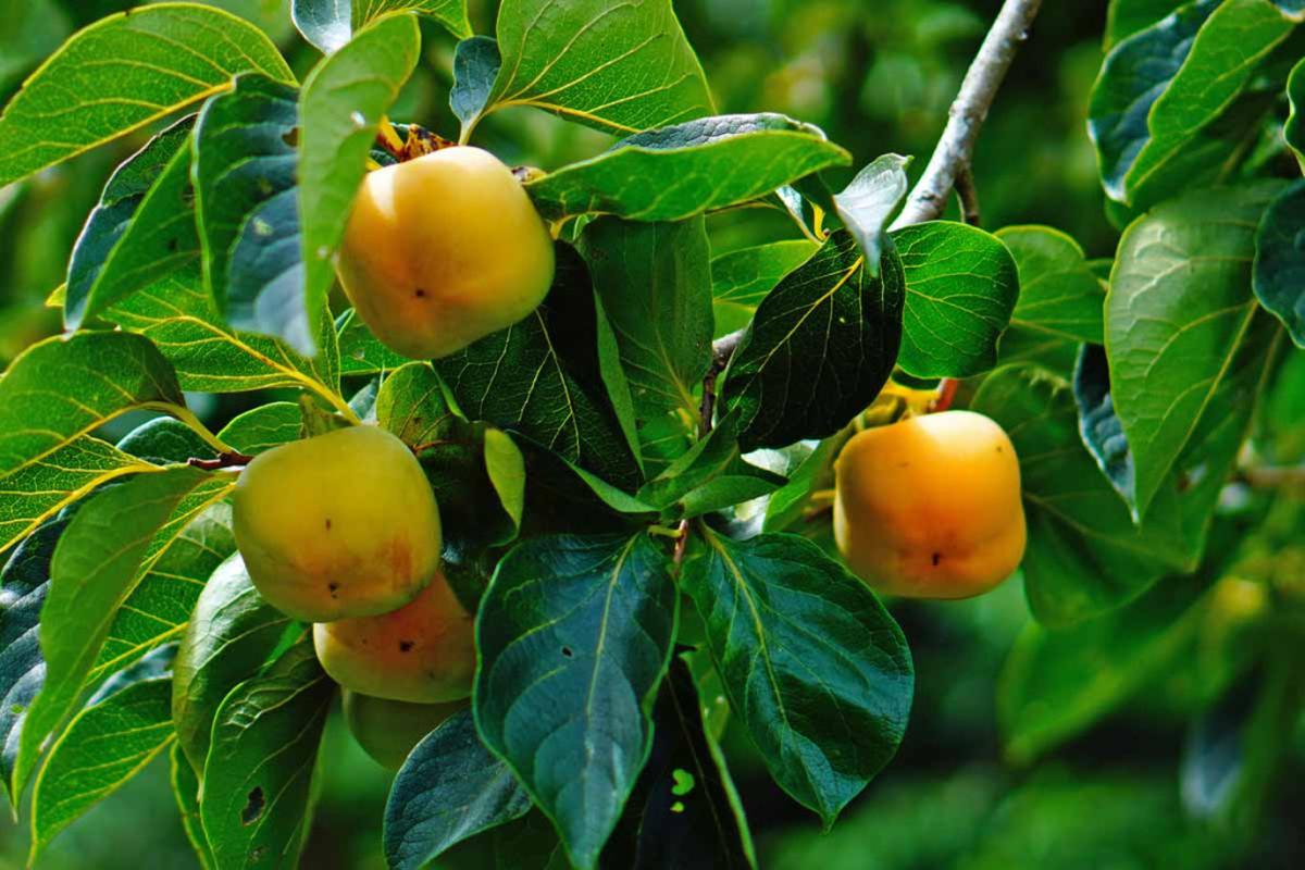 4 lý do vì sao nên trồng một cây hồng trong sân nhà