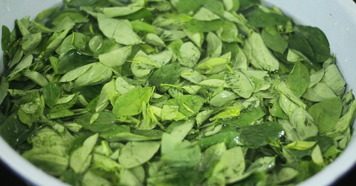 Loại rau quen thuộc từng làm hàng rào, nay được săn tìm vì được ví như “cây thuốc”