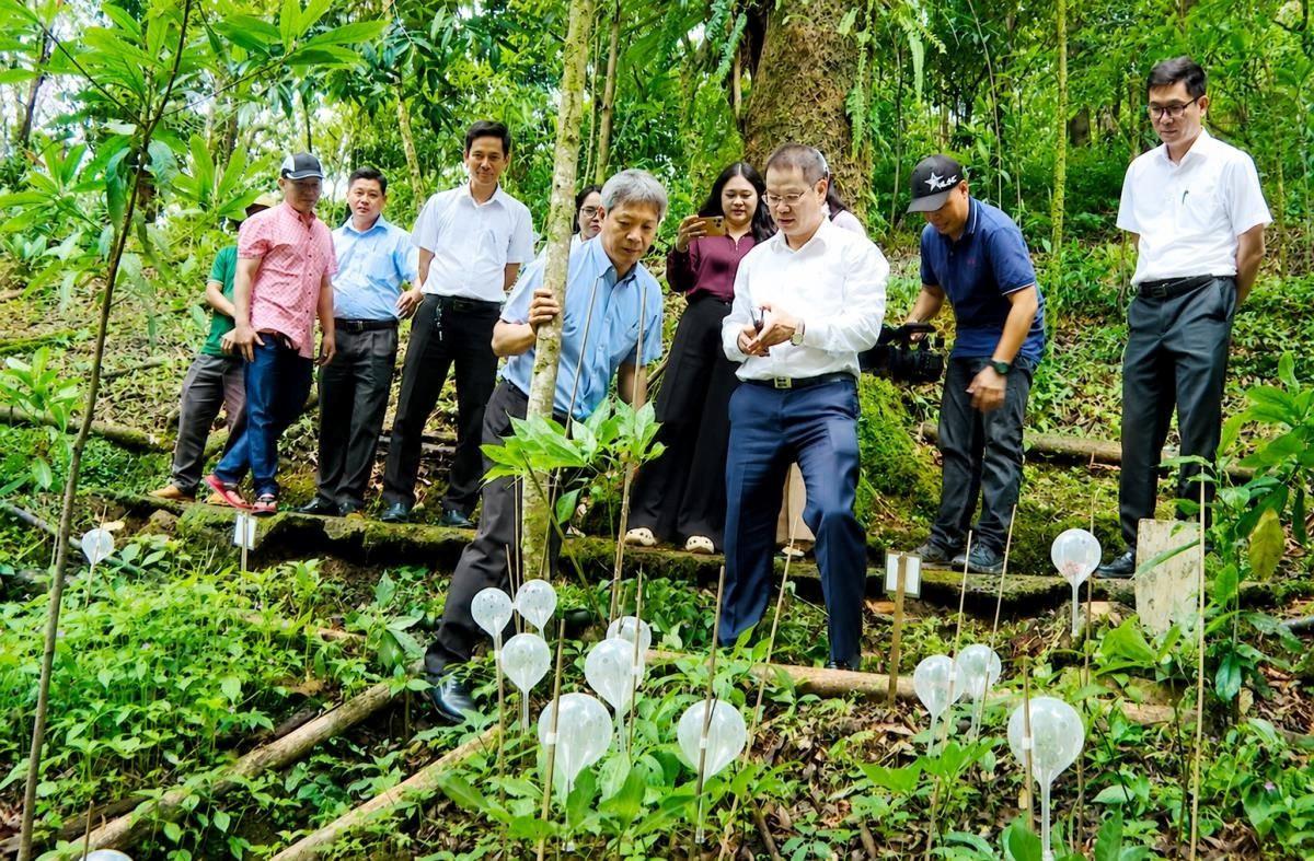 Dự án trồng sâm Ngọc Linh 12.300 tỷ đồng của ông Trần Bá Dương có diễn biến mới