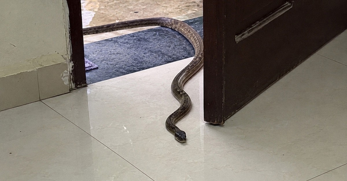 Rắn vào nhà: Tốt xấu chưa bàn, nhưng có 1 việc gia đình cần làm ngay