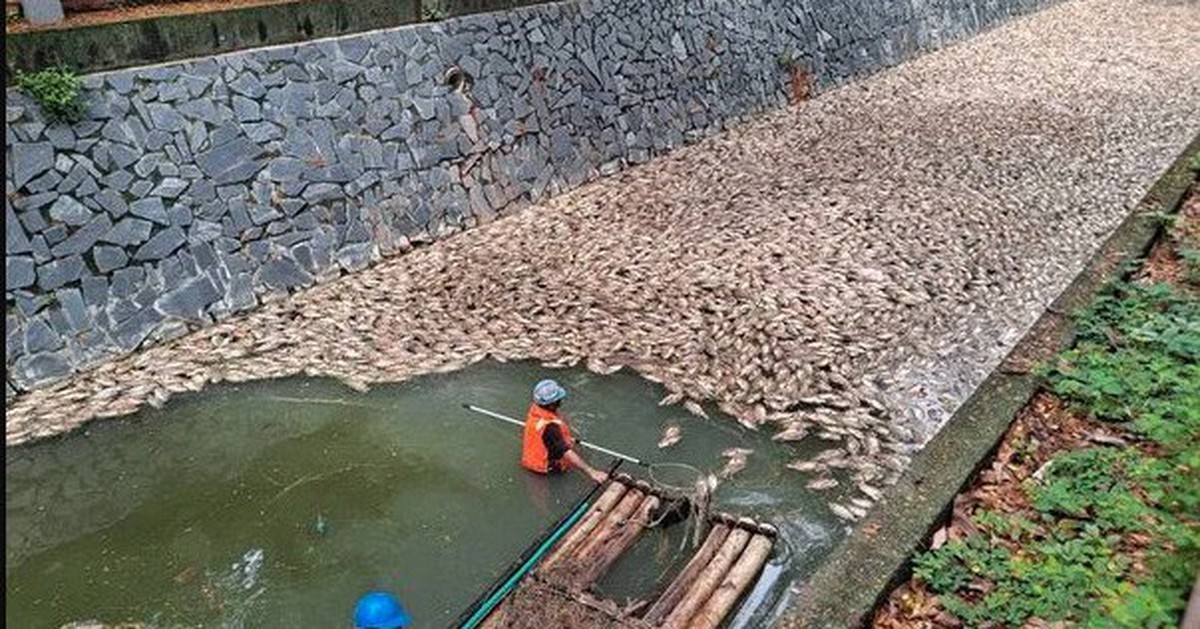 Vừa dọn sạch 5 tấn cá chết, con sông lại liên tiếp xuất hiện cảnh tượng khiến người dân hoảng hốt