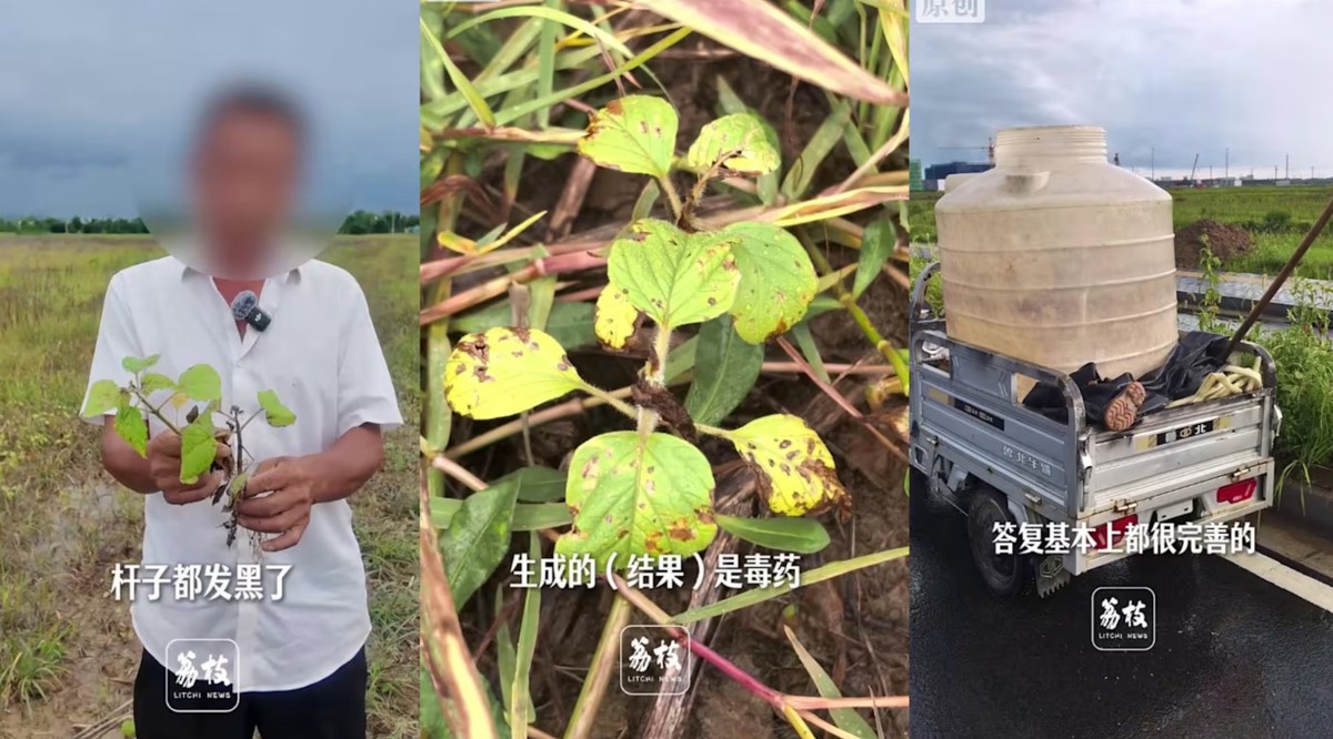 Tin AI tư vấn phun thuốc, nông dân Trung Quốc mất trắng 10 ha ruộng mè