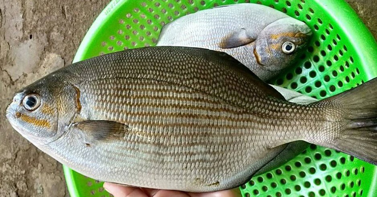 Loài cá có cái tên nghe "rùng rợn" nhưng thịt là nguồn dinh dưỡng cực kỳ quý giá