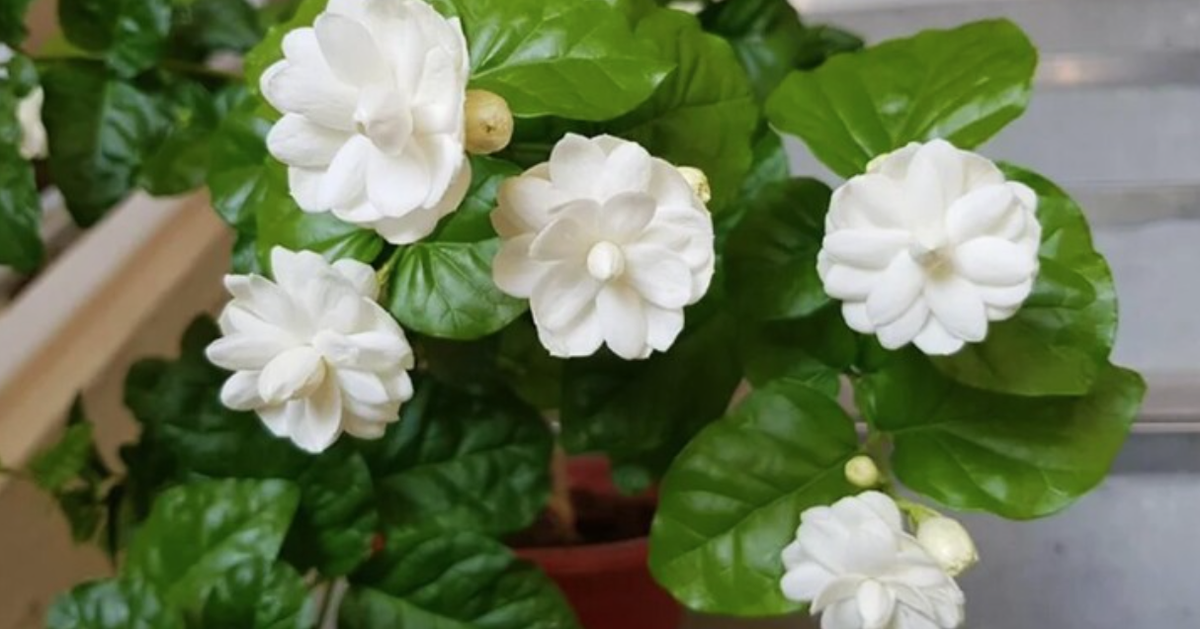 5 lý do vì sao nên trồng một khóm hoa nhài trước nhà