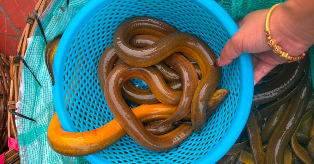 Chủ cửa hàng thủy sản 20 năm nói thẳng: 4 loại lươn chỉ người "dại" mới bỏ tiền mua