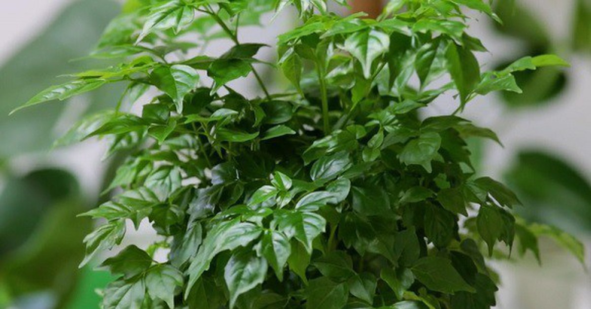 5 lý do nhiều người muốn trồng một cây hạnh phúc trong nhà