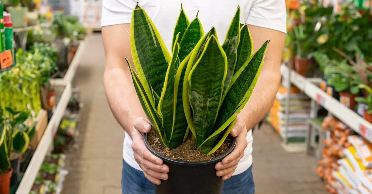 5 lý do vì sao nên trồng một cây lưỡi hổ trong nhà
