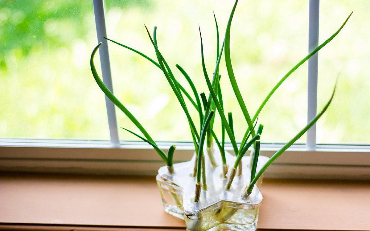 4 lý do vì sao nên trồng một chậu hành lá bên cửa sổ